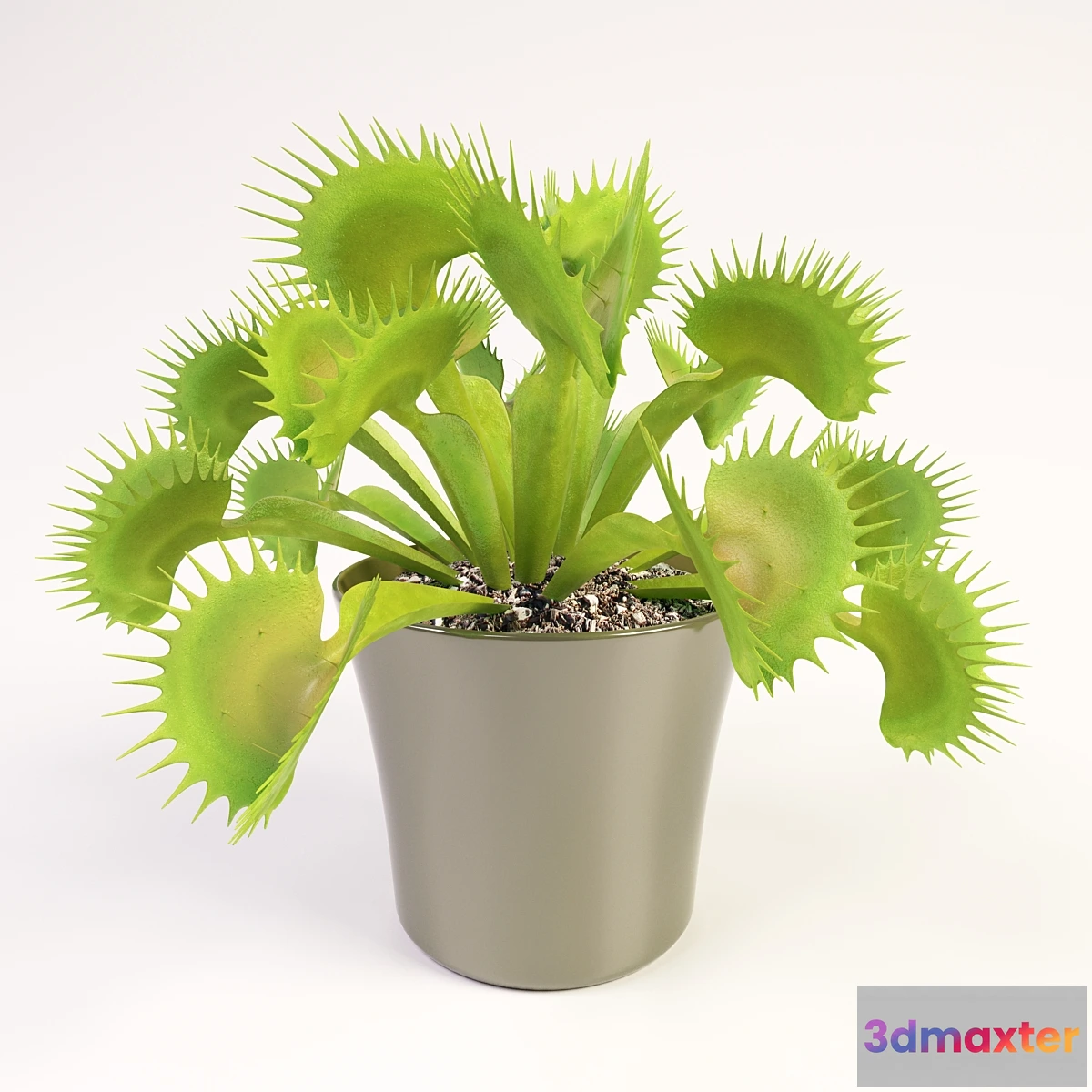 819662 - Venus flytrap