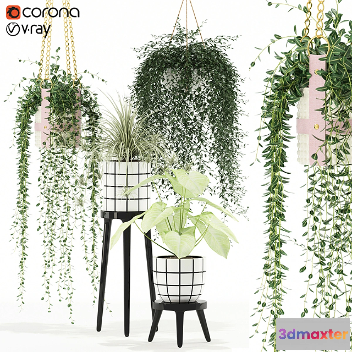 819734 - Plants collection 121