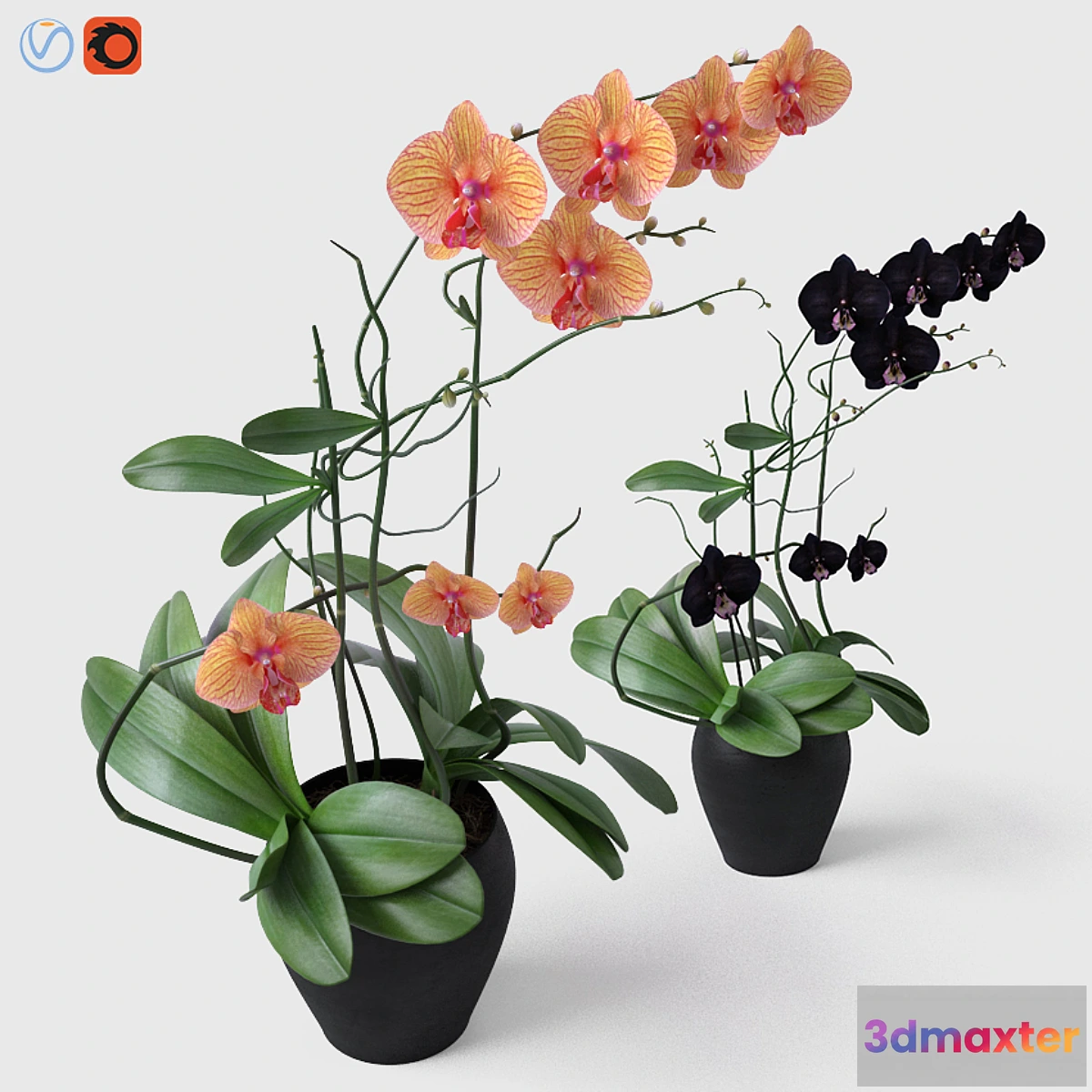 821932 - Orchid _ Orchid