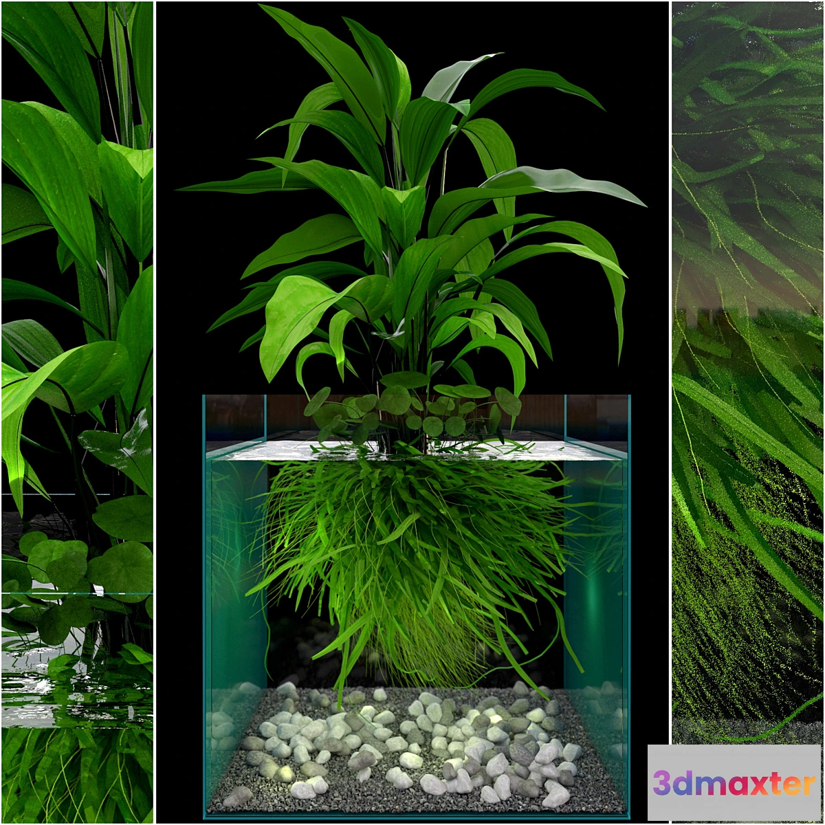 845159 - JC Seaweed Aquarium - No.2