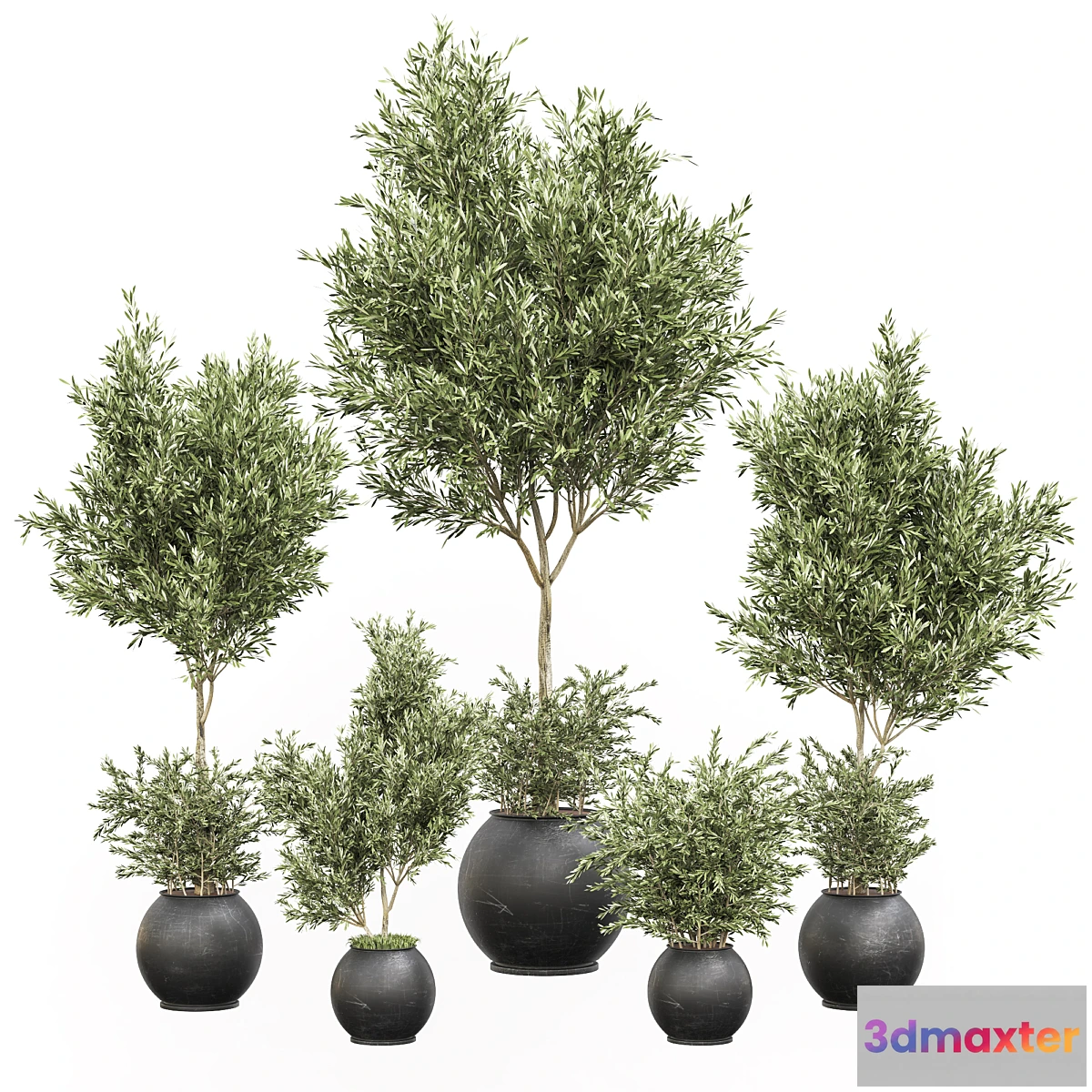 845507 - indoor plant olive set 02 - No.3