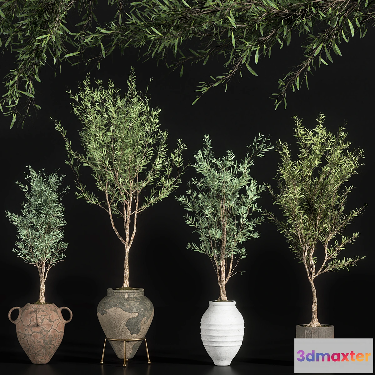 845521 - indoor plant olive set 01 - No.3