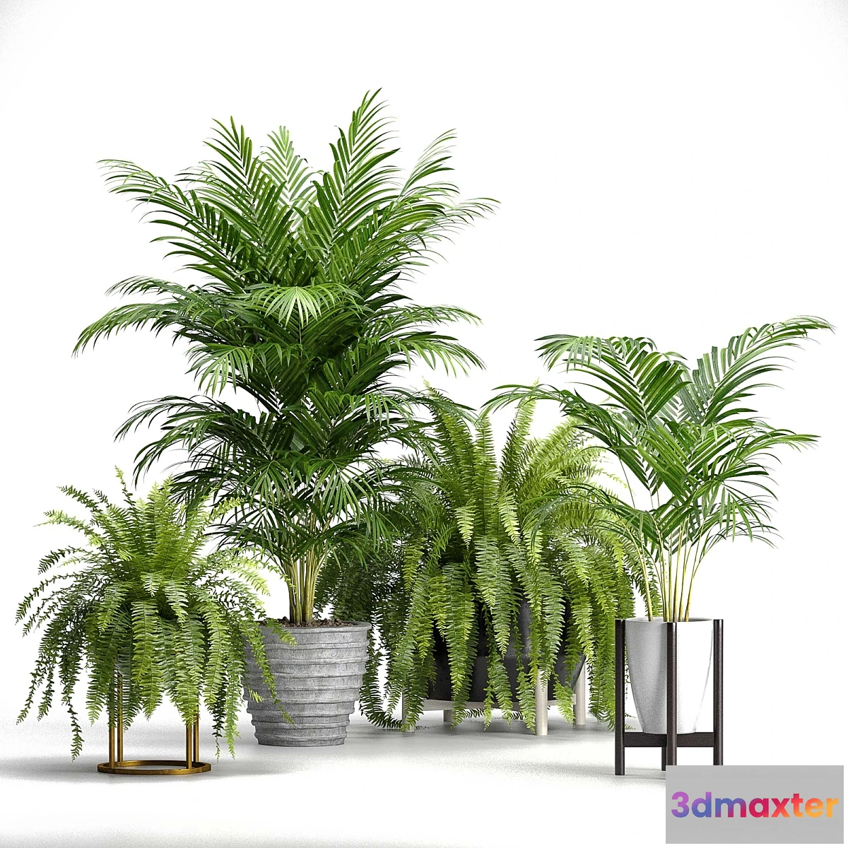 845523 - Set of plants No. 3 (Areca palm fern) - No.3
