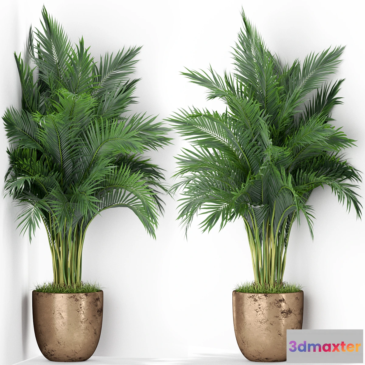 845539 - Plants collection 386 - No.3