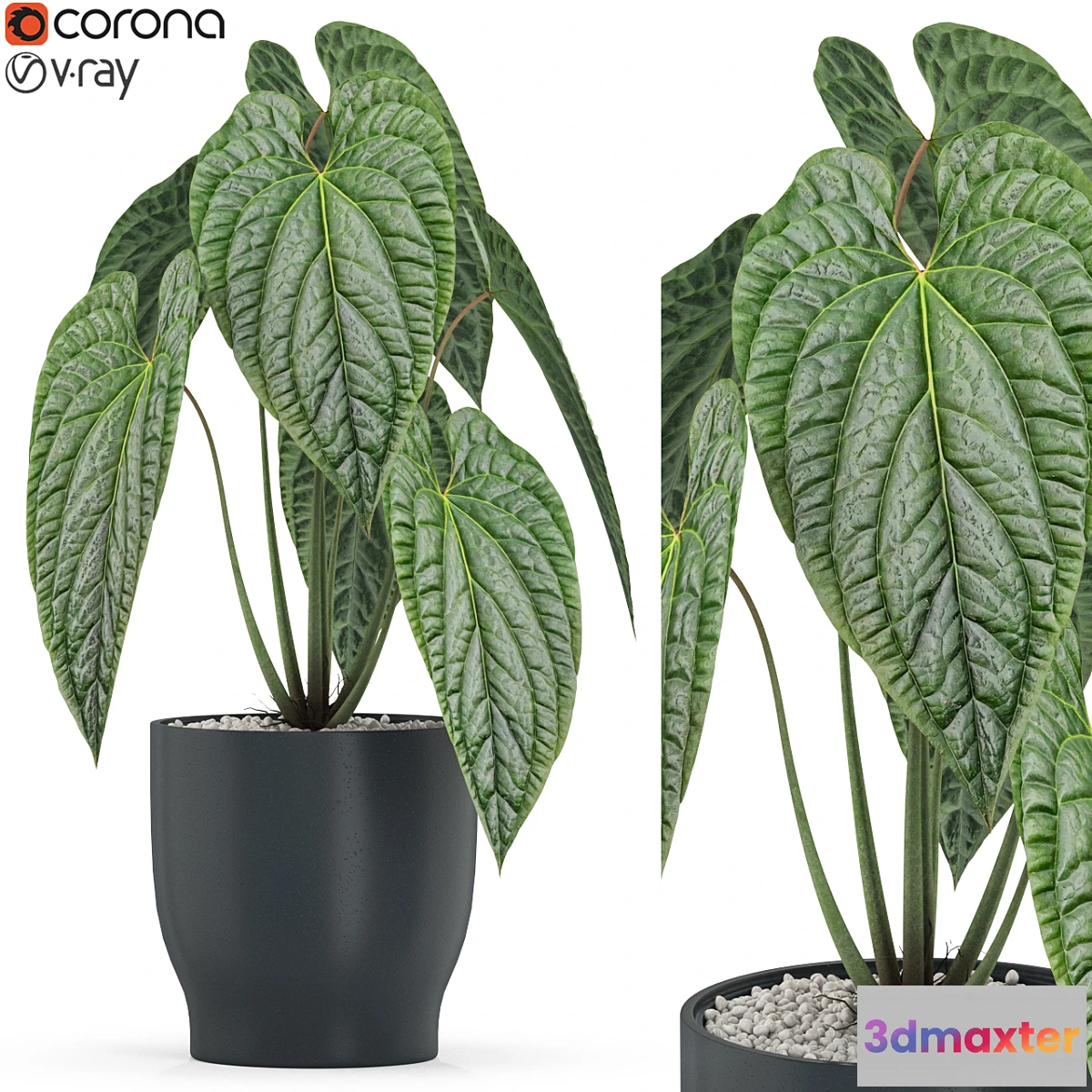 845547 - Plants collection 517 - No.3