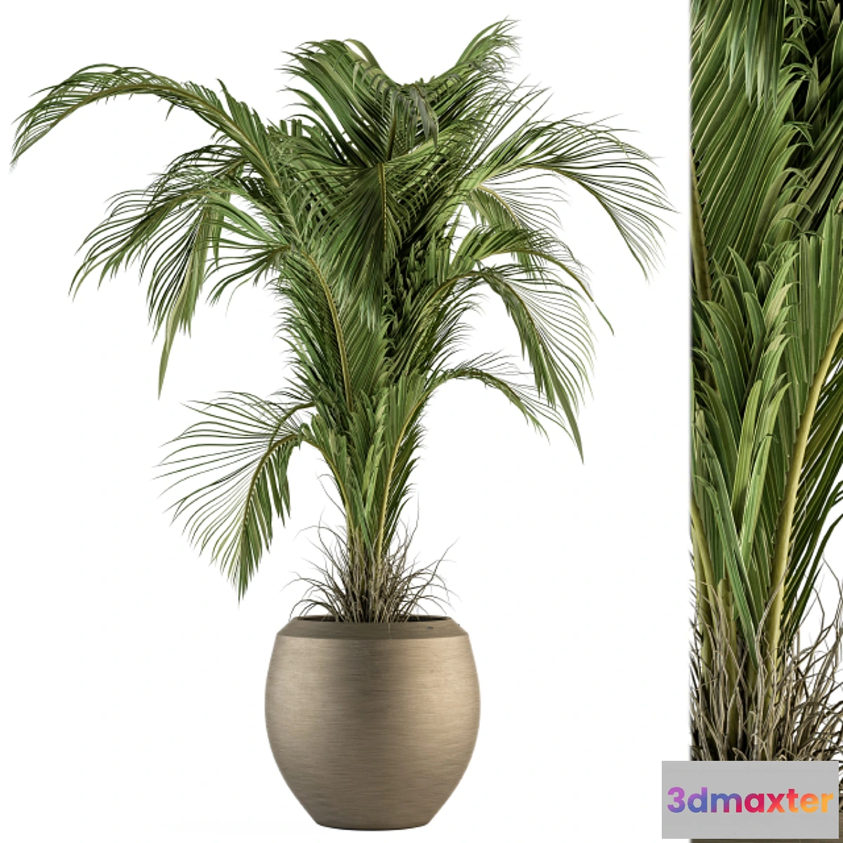845611 - indoor Plant Set 132 - Tropical Plant - No.3