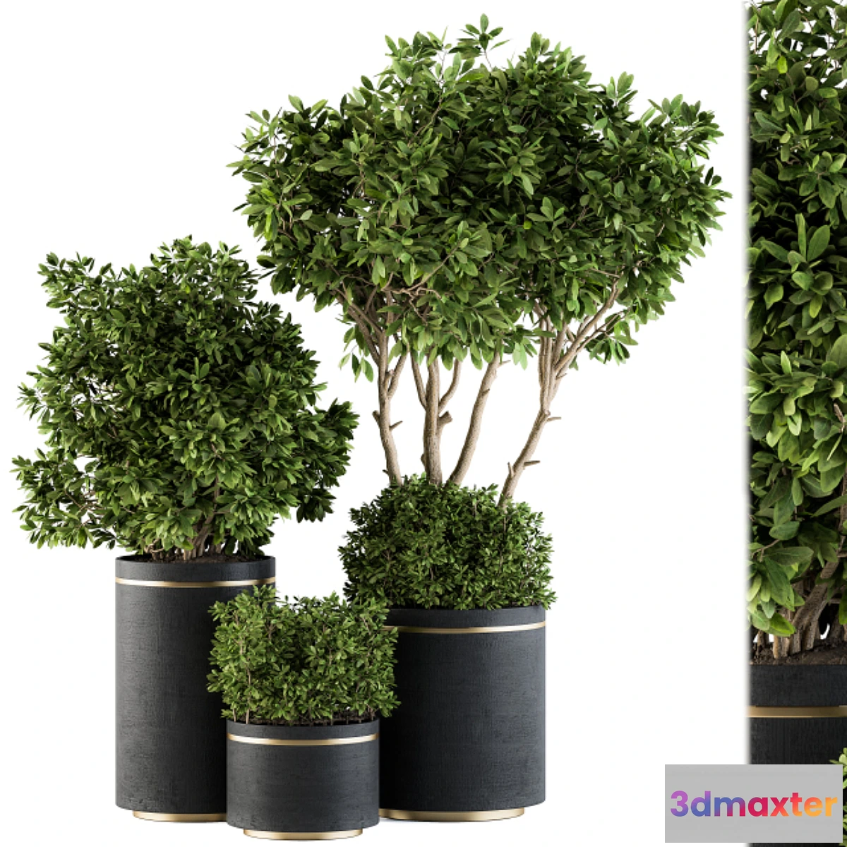 845623 - indoor Plant Set 105 - Black and Gold - No.3