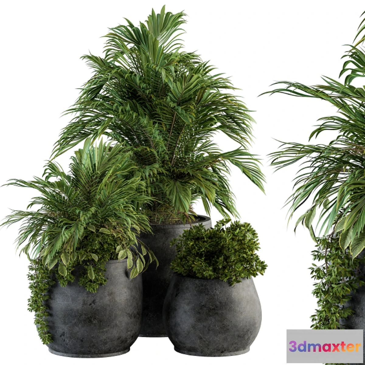 845625 - indoor Plant Set 113 - Black Pot - No.3
