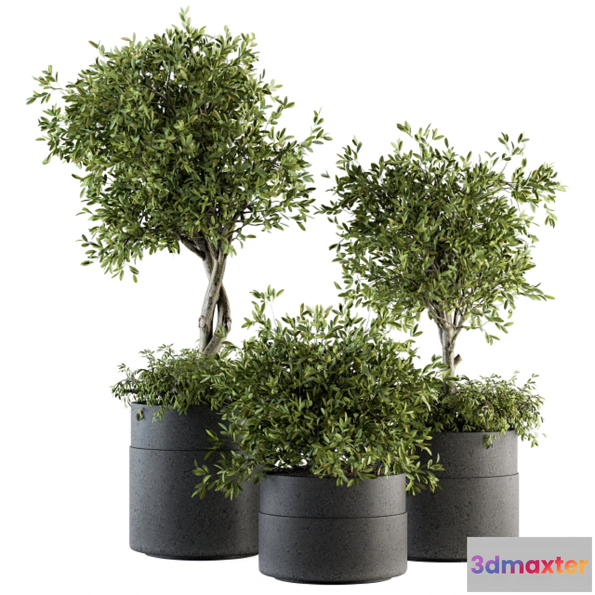 845631 - indoor Plant Set 193 - Tree in pot - No.3