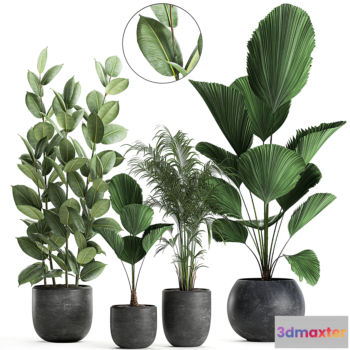 845665 - Collection of small beautiful plants in black pots with Licuala palm ficus. Set 664. - No.3