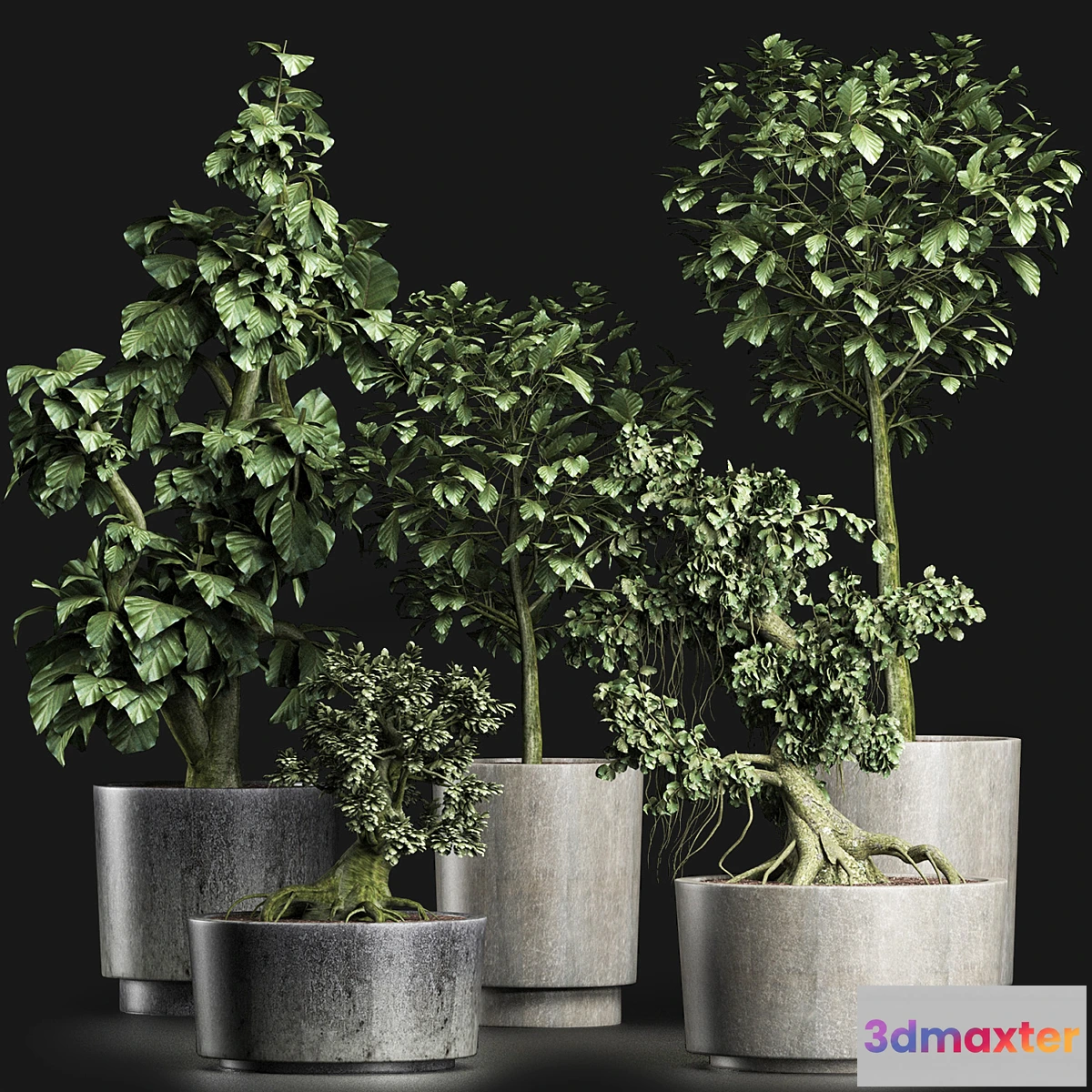 845681 - Plants Collection 199 Sageretia Theezans - No.3