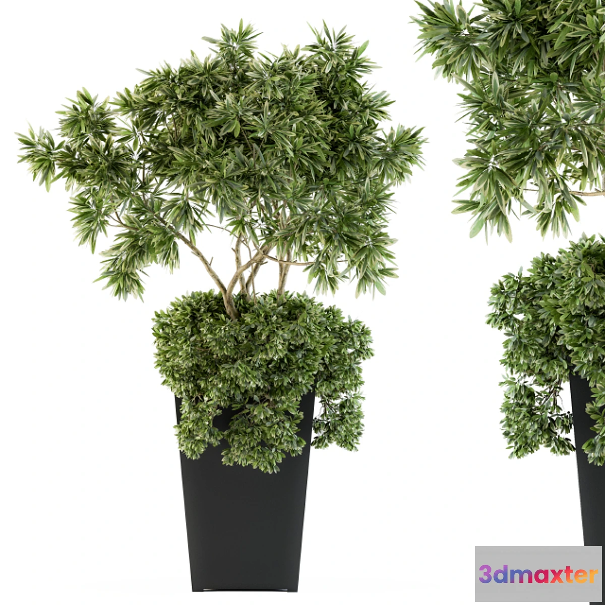 845717 - indoor Plant Set 96 - olive - No.3