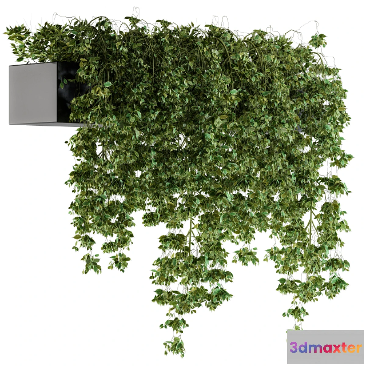 845721 - Hanging ivy Plants in Pot - No.3