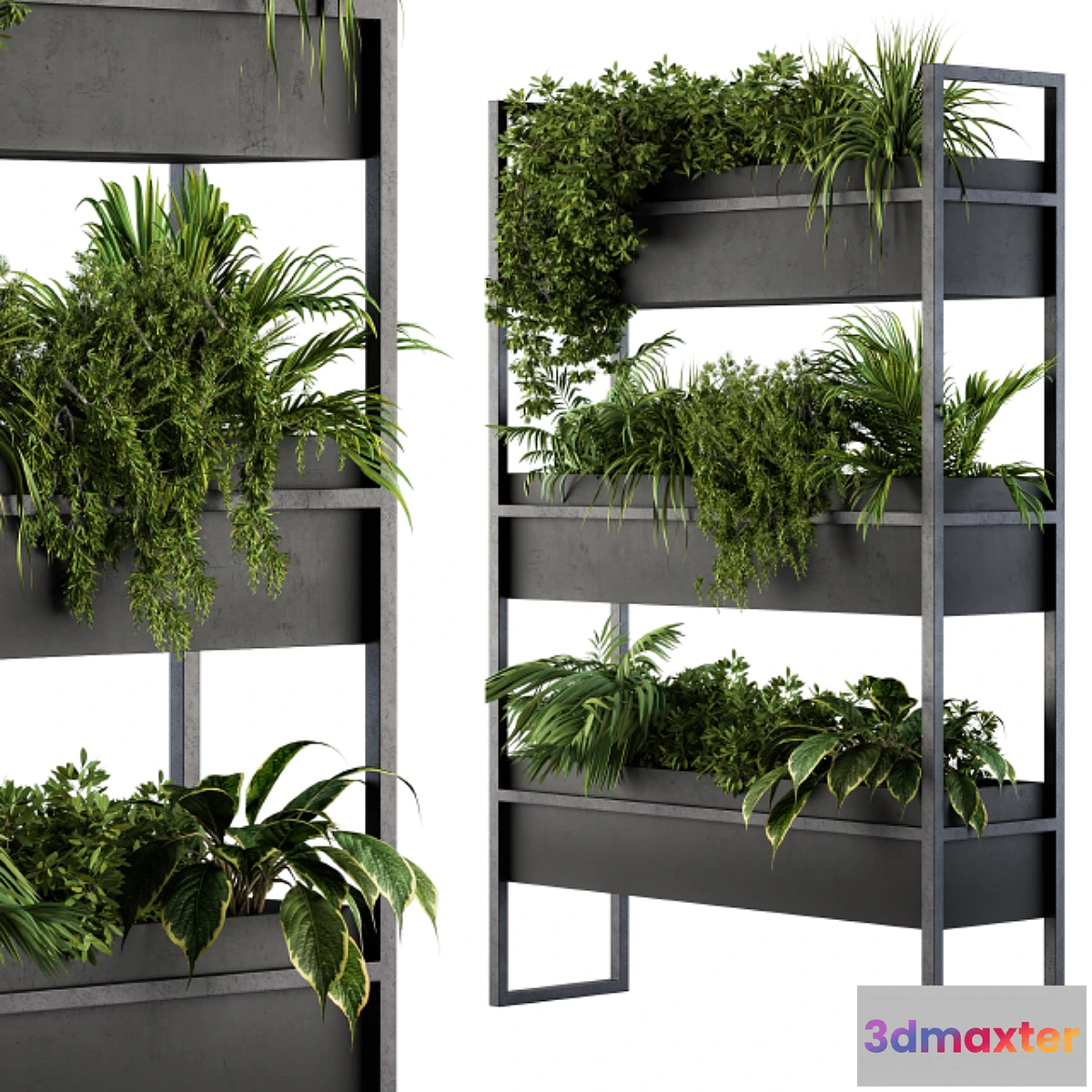 845751 - Black Box Plants on stand 05 - No.3