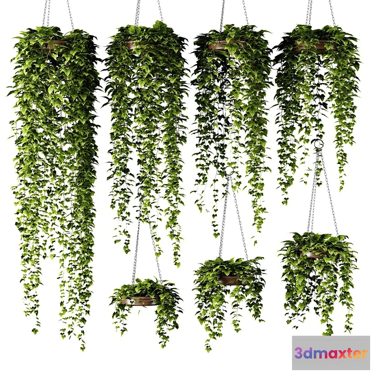 845765 - Ivy in round flower pots - No.3