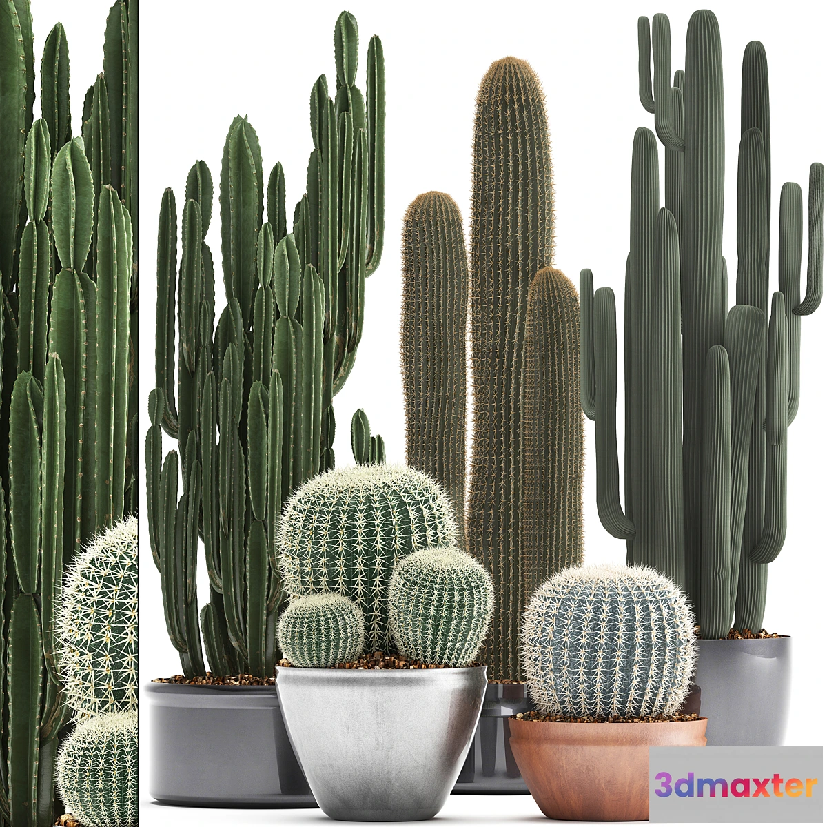 845791 - Collection of plants 300. Cactus set. Echinocactus round cactus cereus Barrel cactus indoor cactus desert plants - No.3