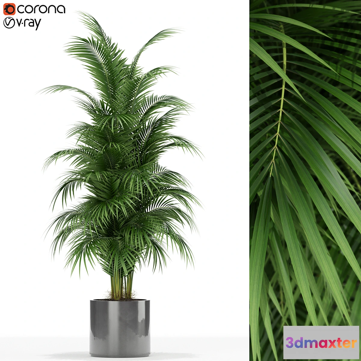 845829 - Plants collection 176 - No.3