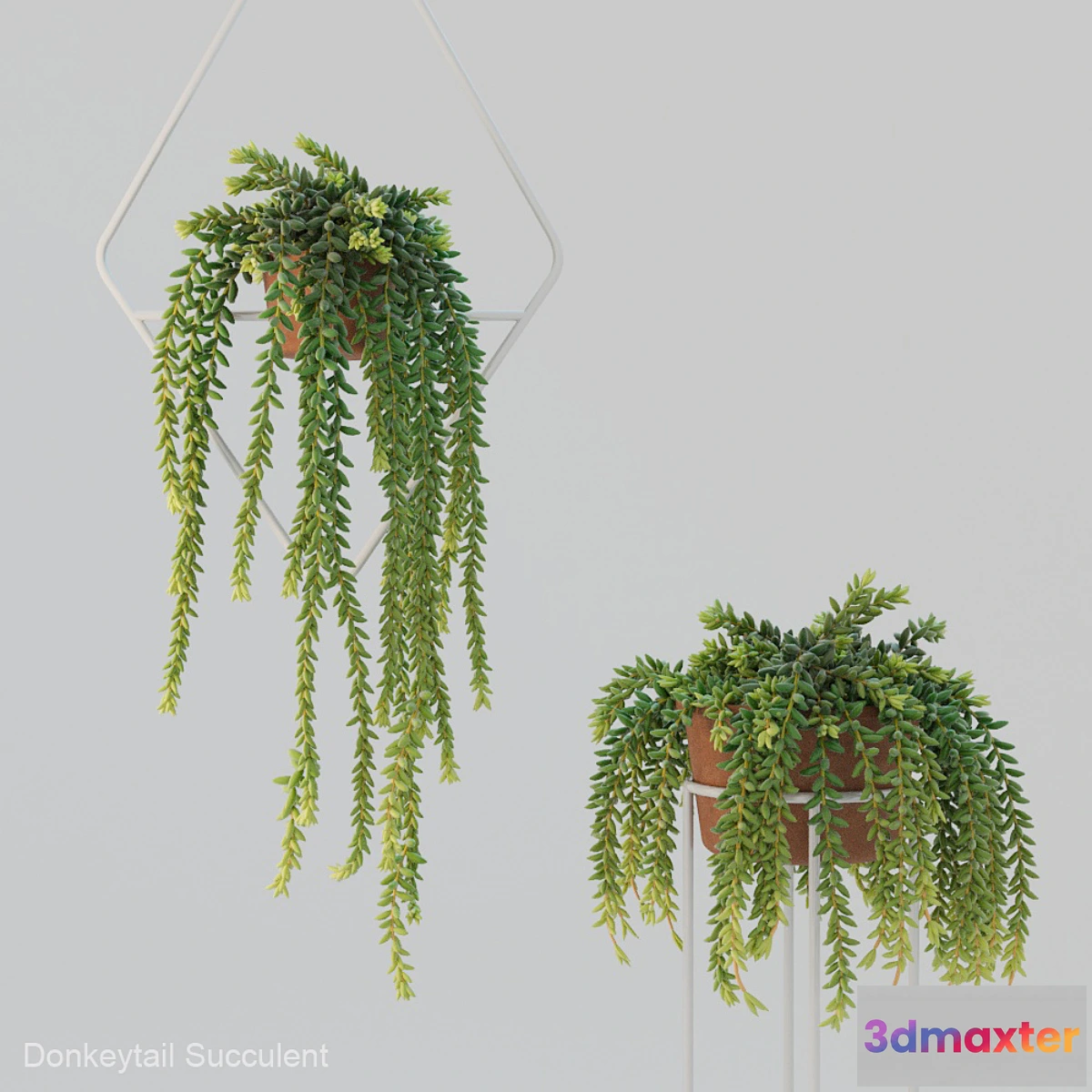 845859 - Donleytail  Burrostail succulent hanging - No.3
