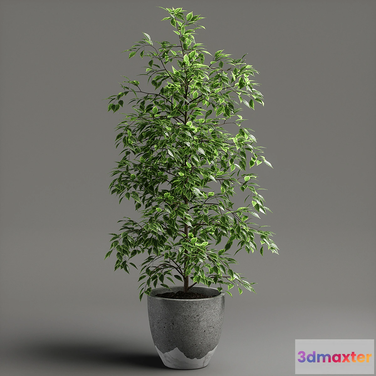 845877 - ficus benjamina - No.3