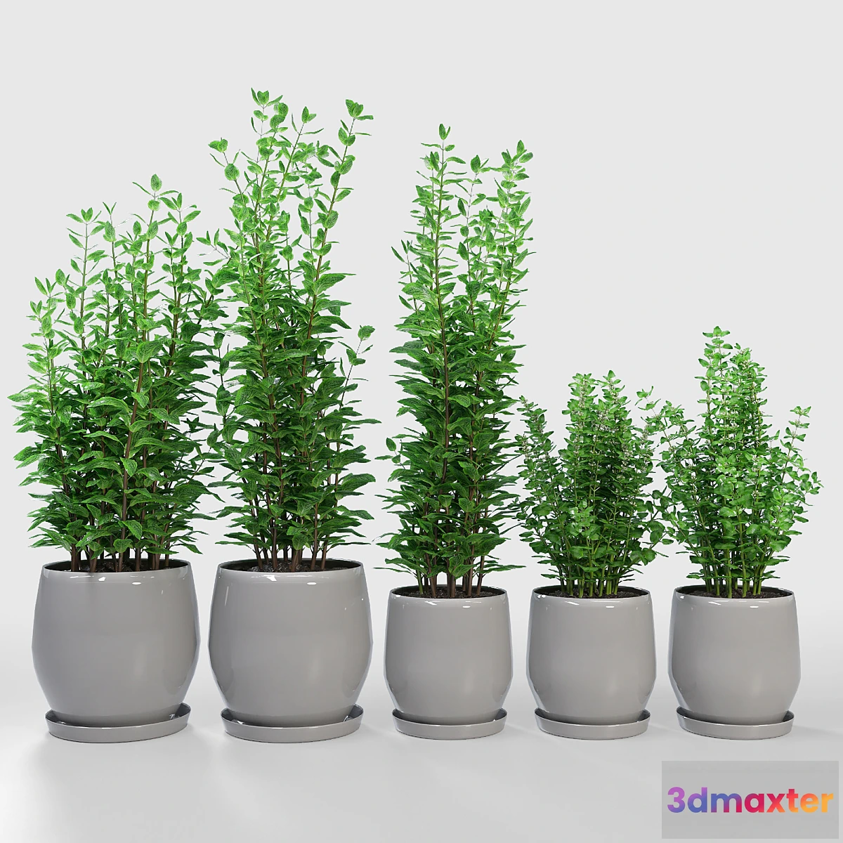 845879 - Kitchen Plant - Campana Gray Planters - No.3