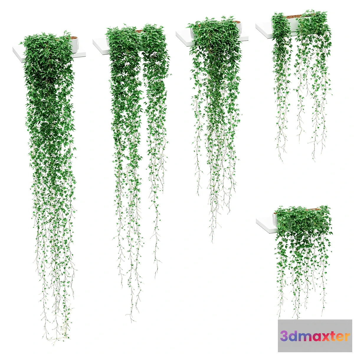 845889 - Ivy in pots on the shelves. 5 models - No.3