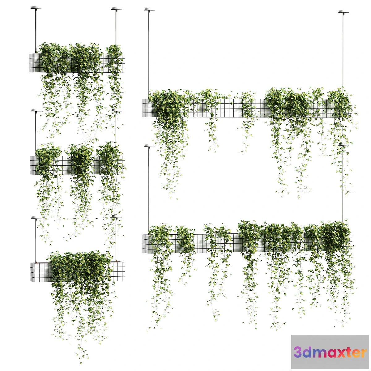 845905 - Ivy in hanging flower pots. 5 models - No.3