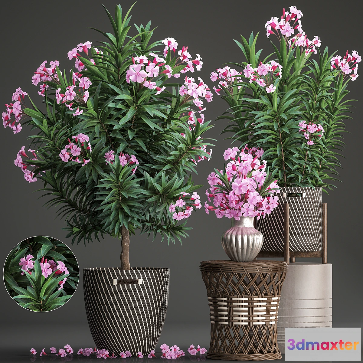 846045 - Plant collection 268. Oleander tree bush basket rattan table flower bouquet outdoor flowerpot landscaping garden flowering tree - No.4