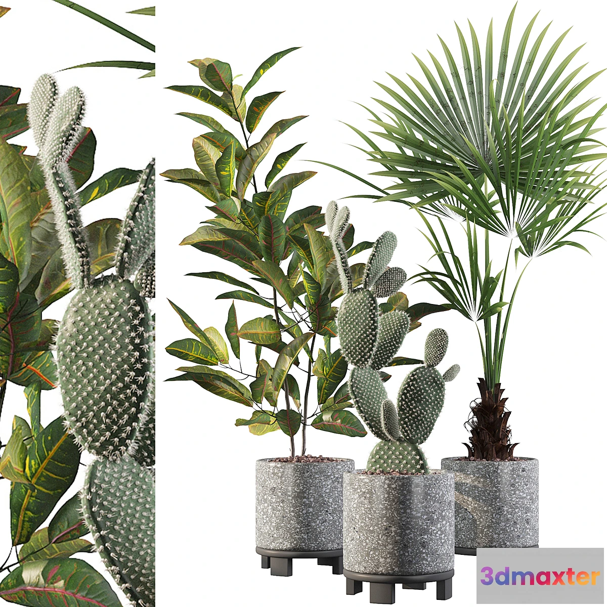 846111 - Plants collection 056 - No.3