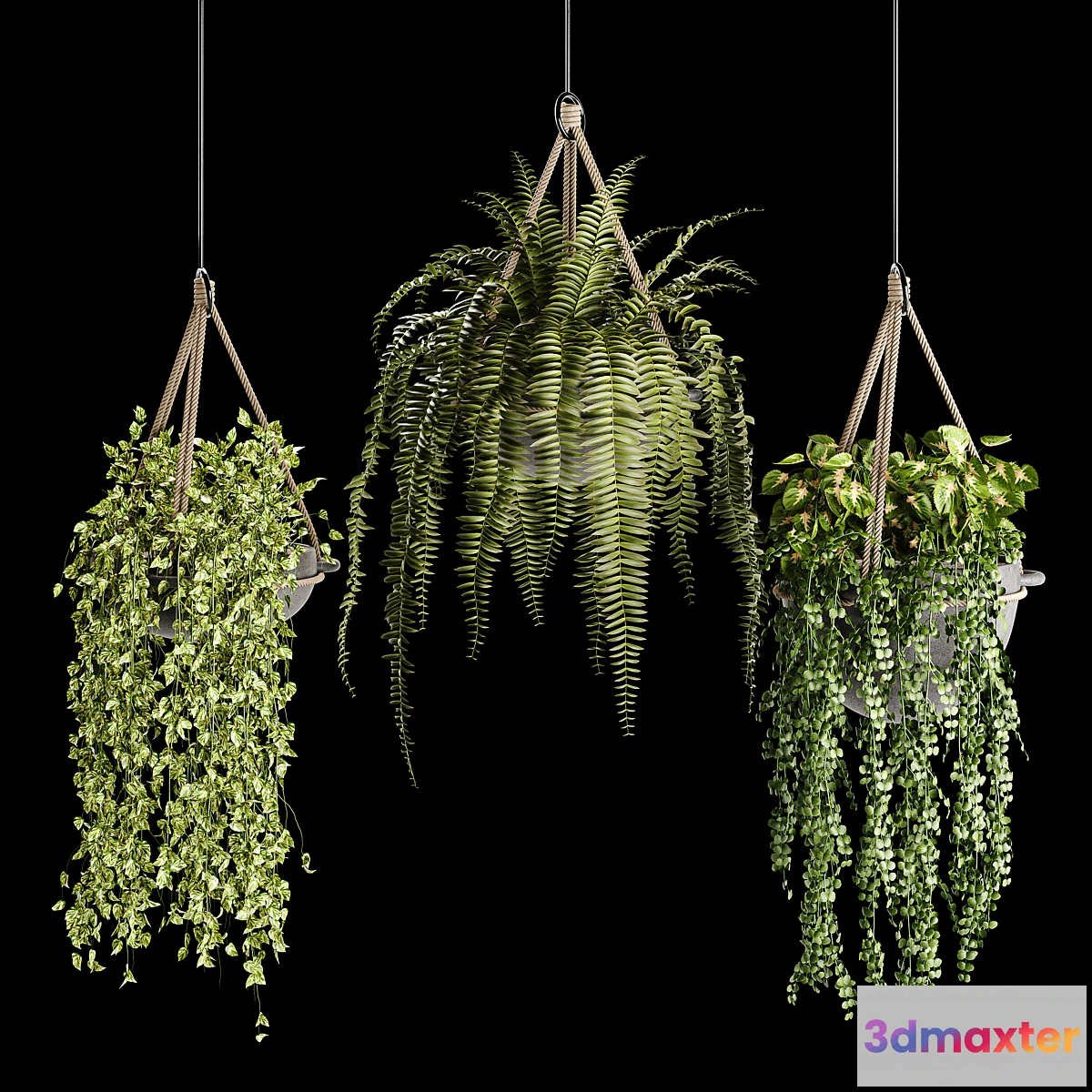 846201 - Indoor plant collection 02 - No.3