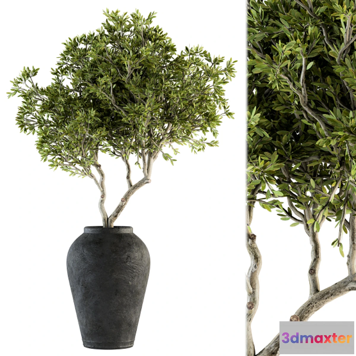 846205 - indoor Plant Set 128 - Tree in Pot - No.3