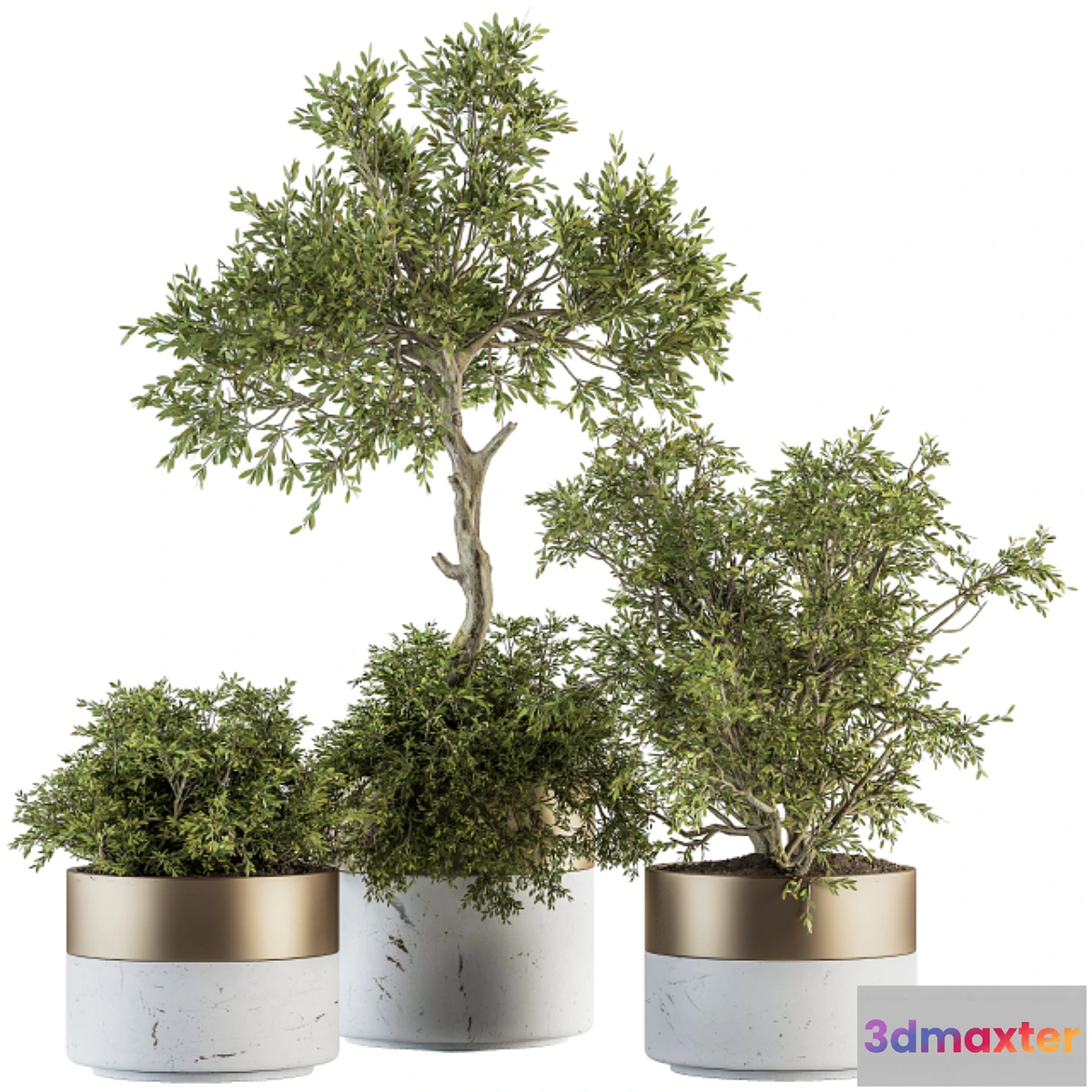 846207 - indoor Plant Set 200 - Tree in pot - No.3