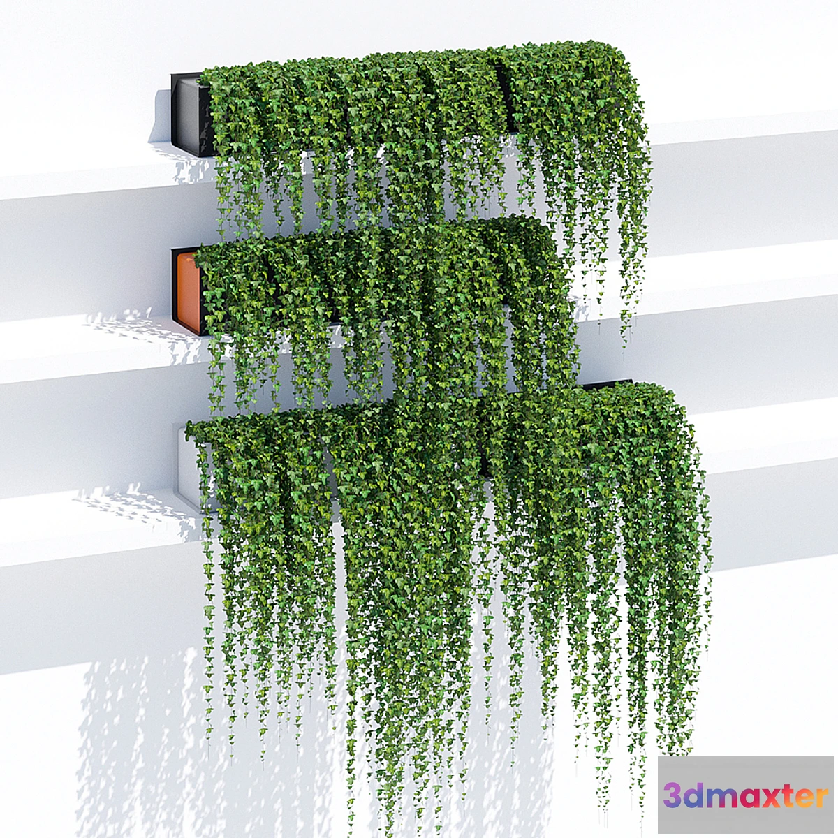 846271 - Sunset ivy - No.4