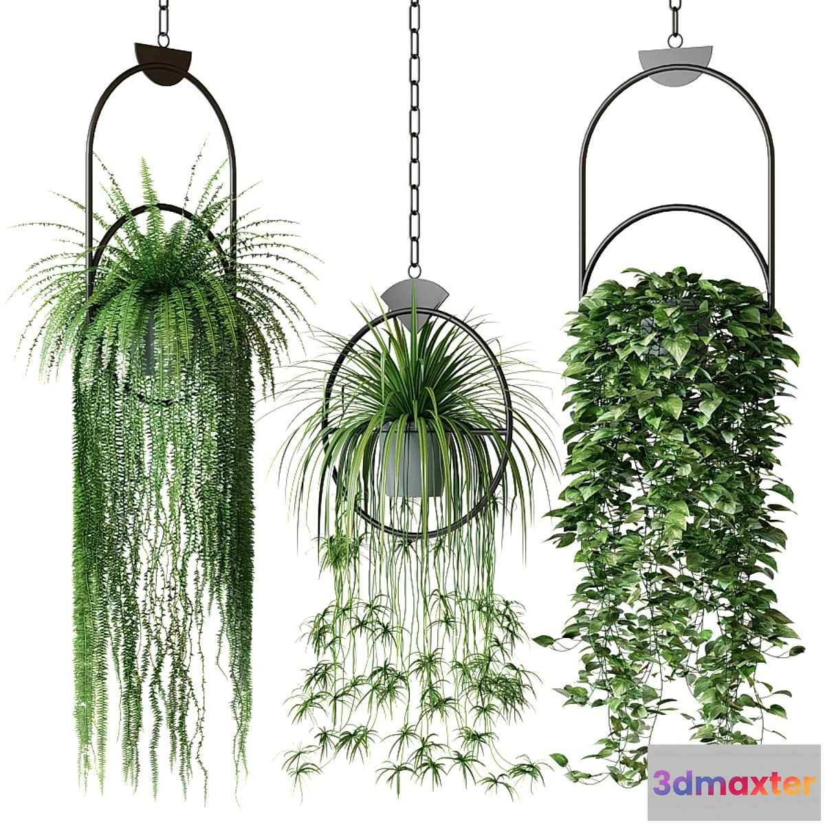 856467 - Set of hanging plants in hanging planters 2 - No.3