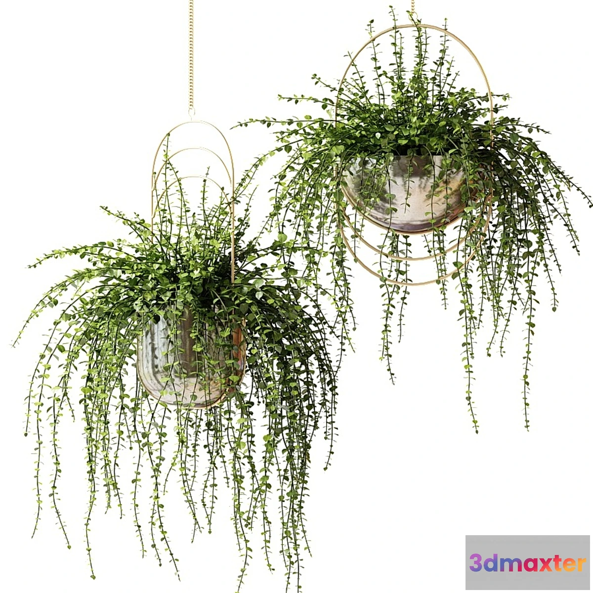 856483 - Ampel plants in shiny designer pots - No.3
