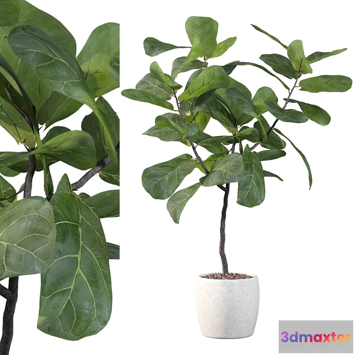 856493 - Plants collection 101 - ficus lyrata - No.3