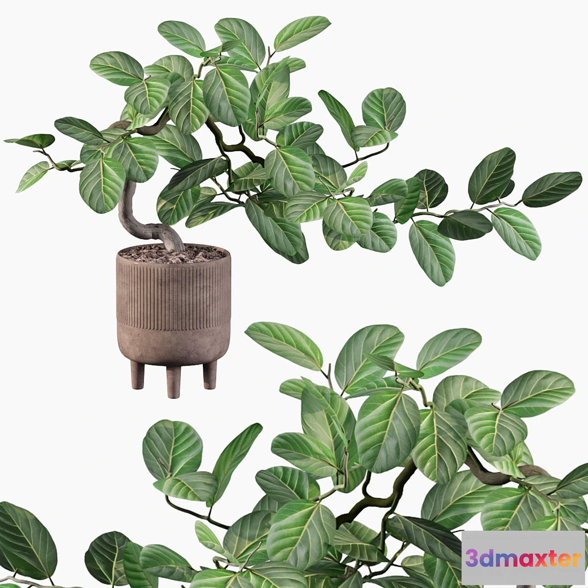 856497 - Plants collection 085 - ficus benghalensis - No.3