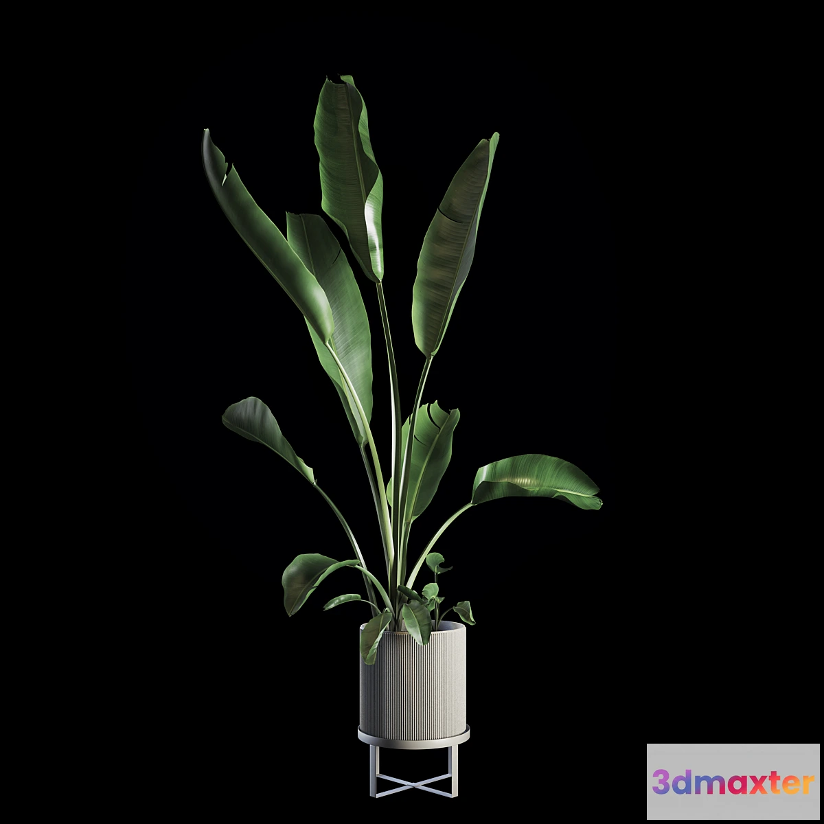 856535 - Indoor Plants Set 05 - No.3