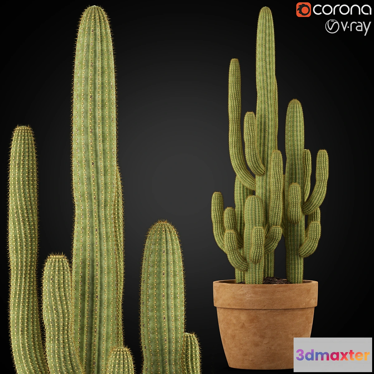 856537 - Plants collection 254 - No.3