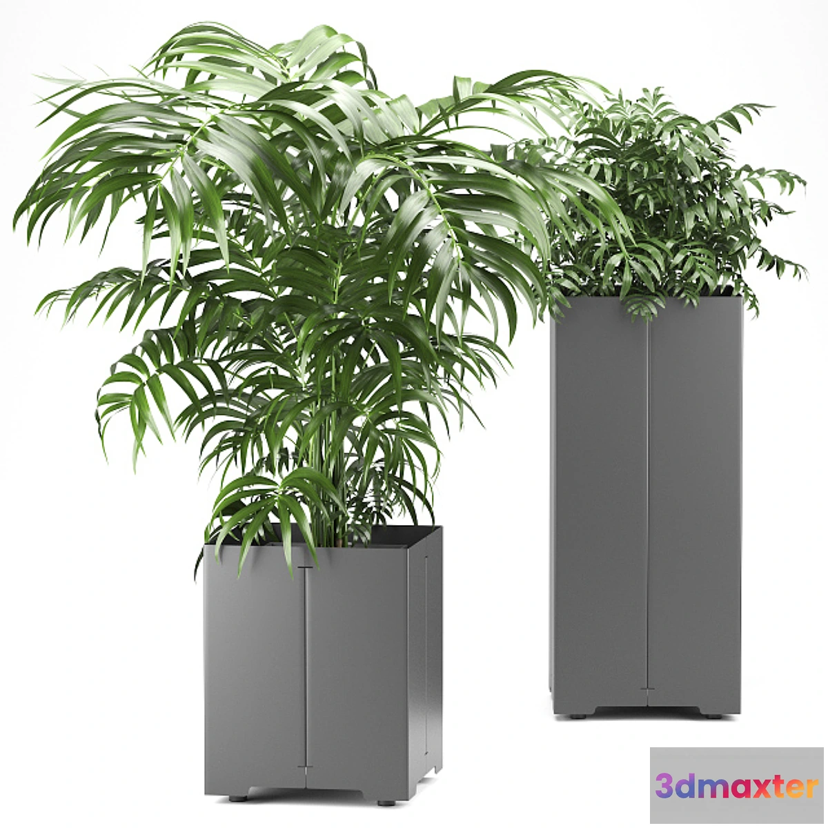 856565 - Palm tree in a pot 03 (CAPE Collection) - No.3