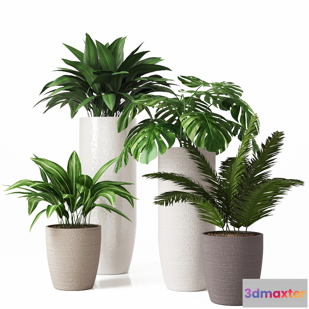 856571 - Collection of indoor plants 01 - No.3