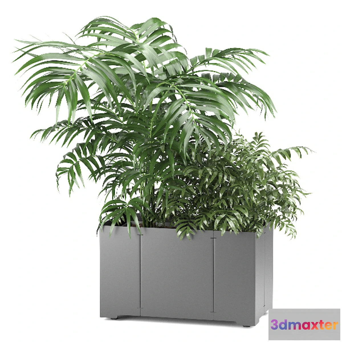 856573 - Palm tree in a pot 02 (CAPE Collection) - No.3