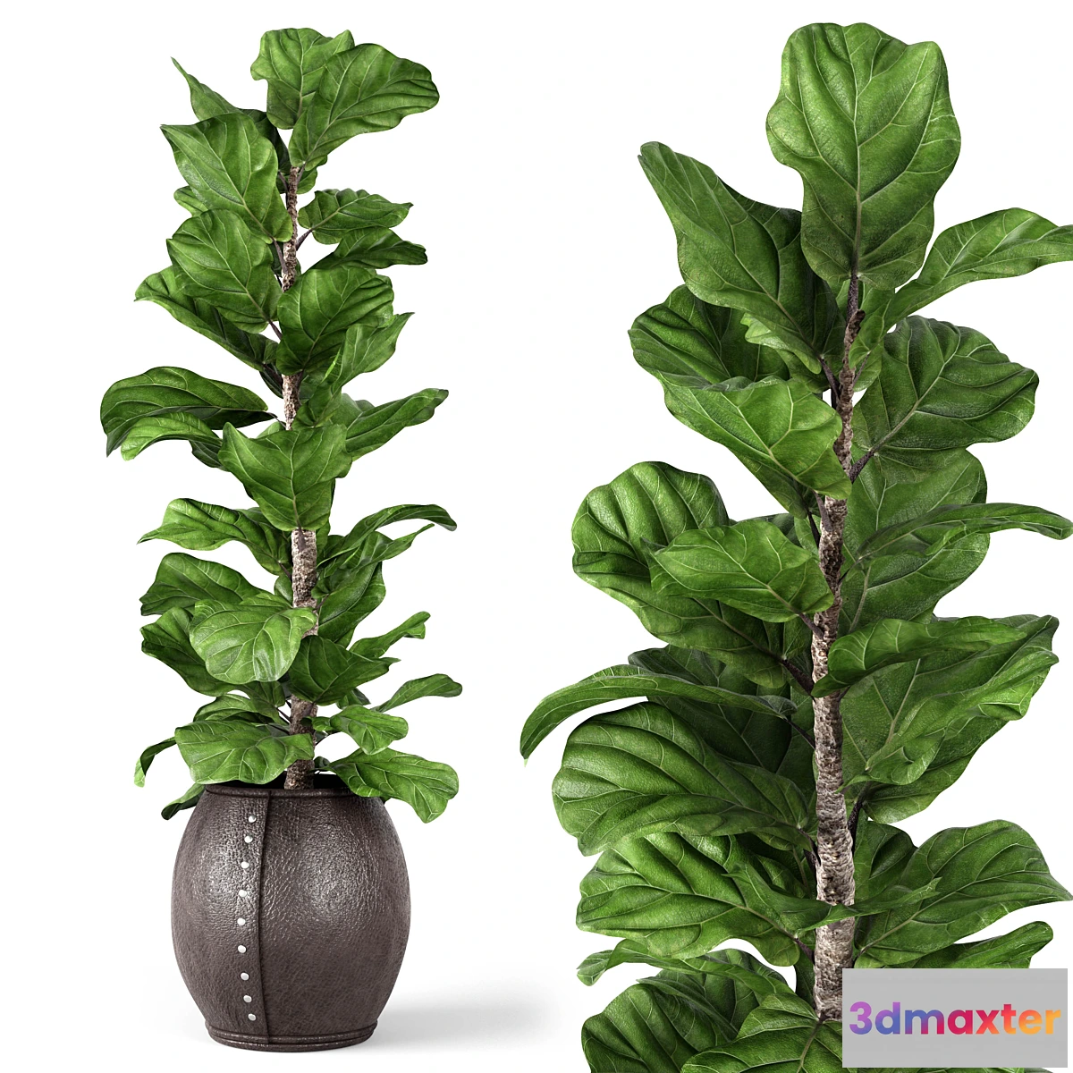 856585 - Ficus Lyrata 2 - No.6