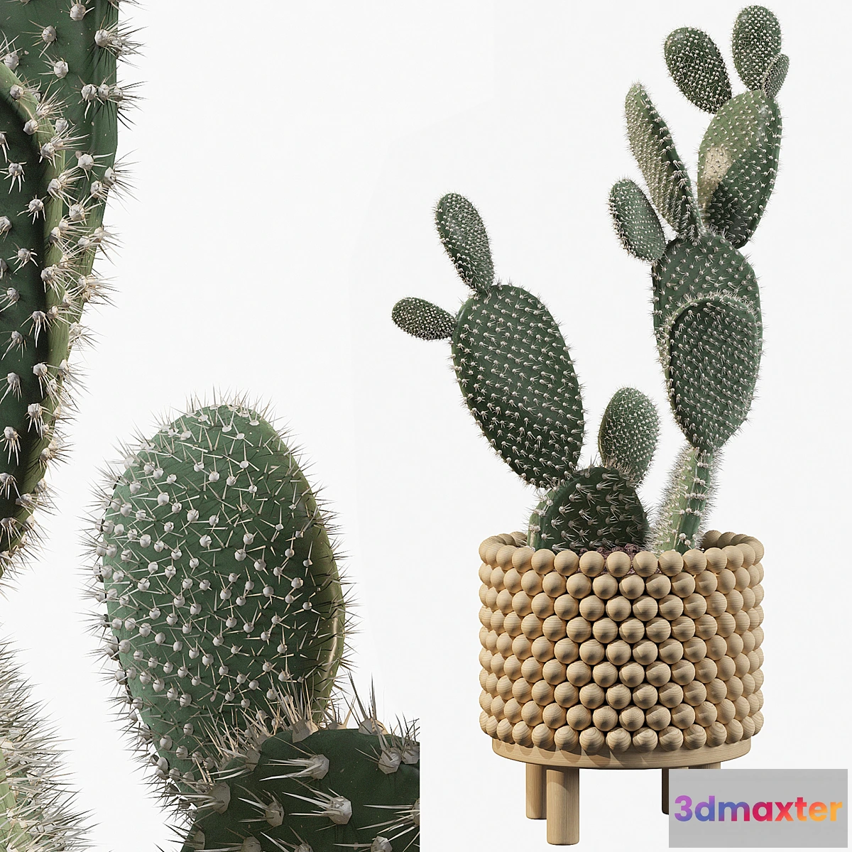 879302 - Plants collection 038 - Opuntia microdasys 03 - No.4