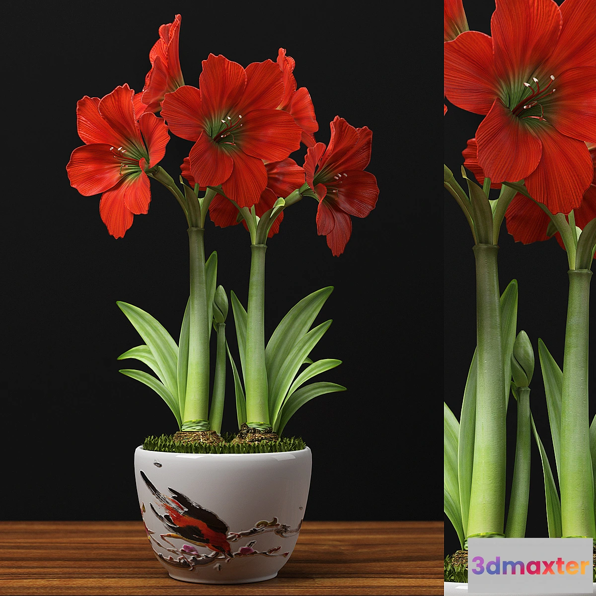 898214 - RED AMARYLLIS - No.2