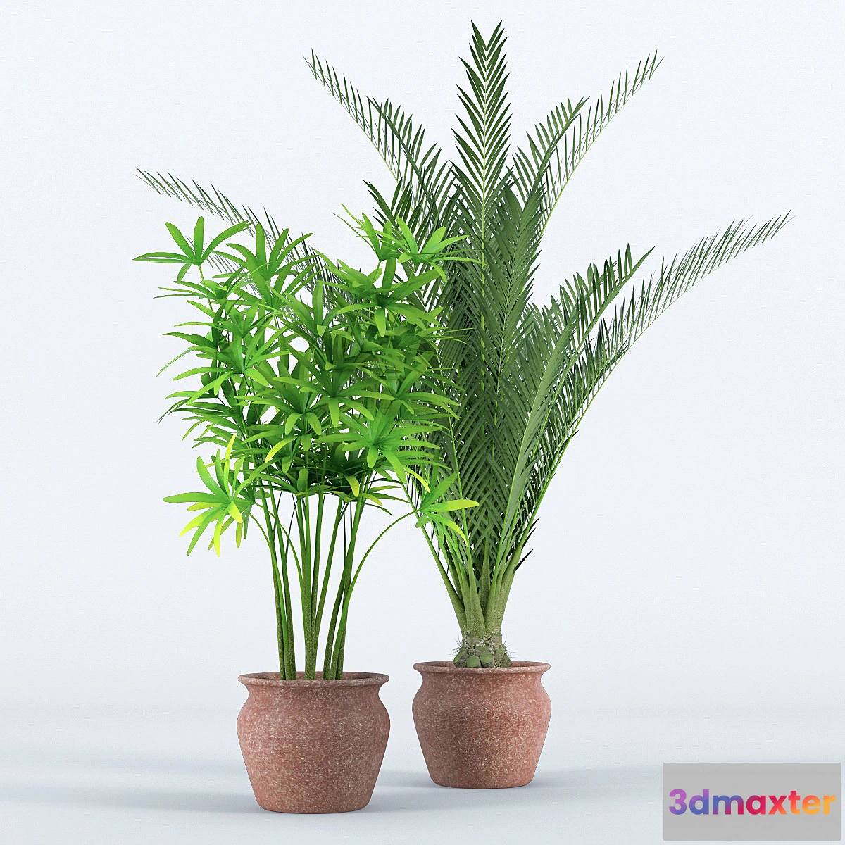 898218 - Palm - No.10