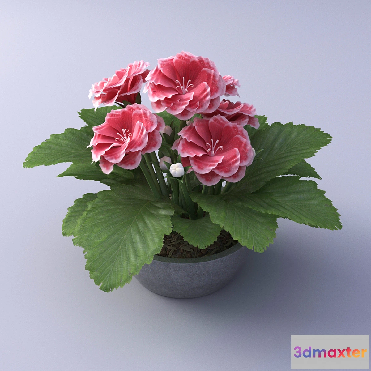 898228 - Gloxinia Flower in a pot - No.2