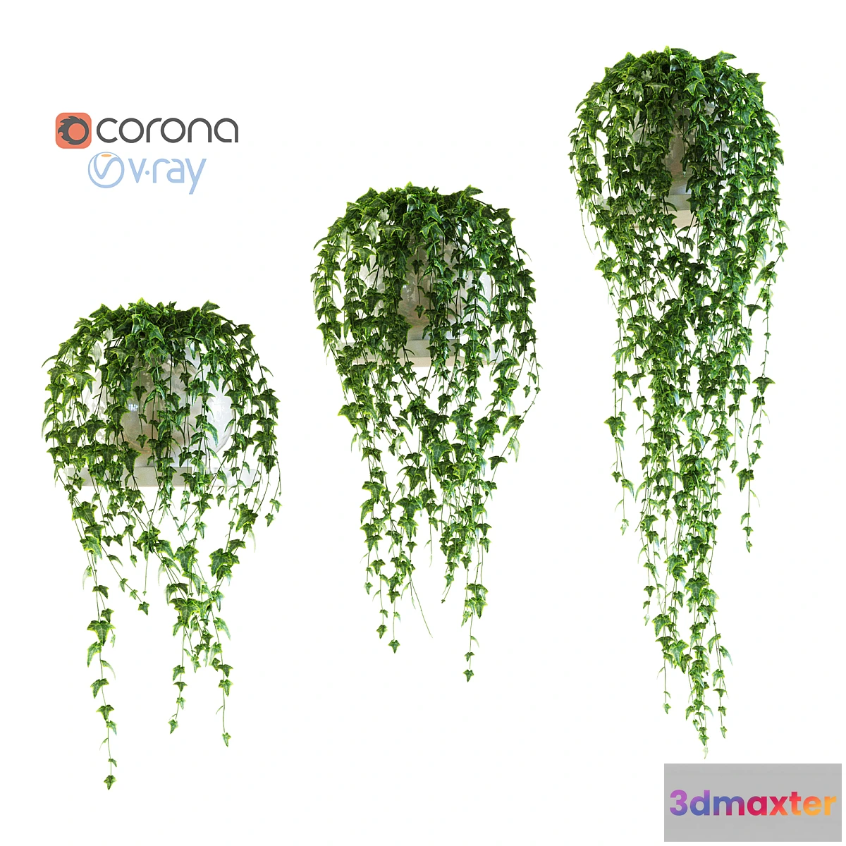 898306 - Ivy on a shelf in a pot - No.3