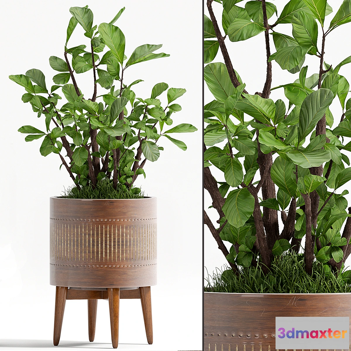 898316 - PLANT - 71 - No.4