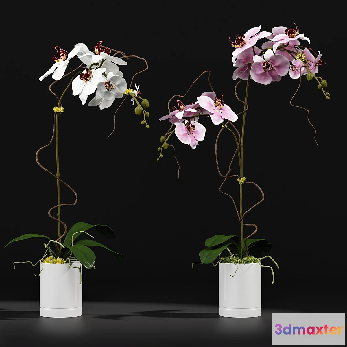 898446 - Orchid 8 - No.3