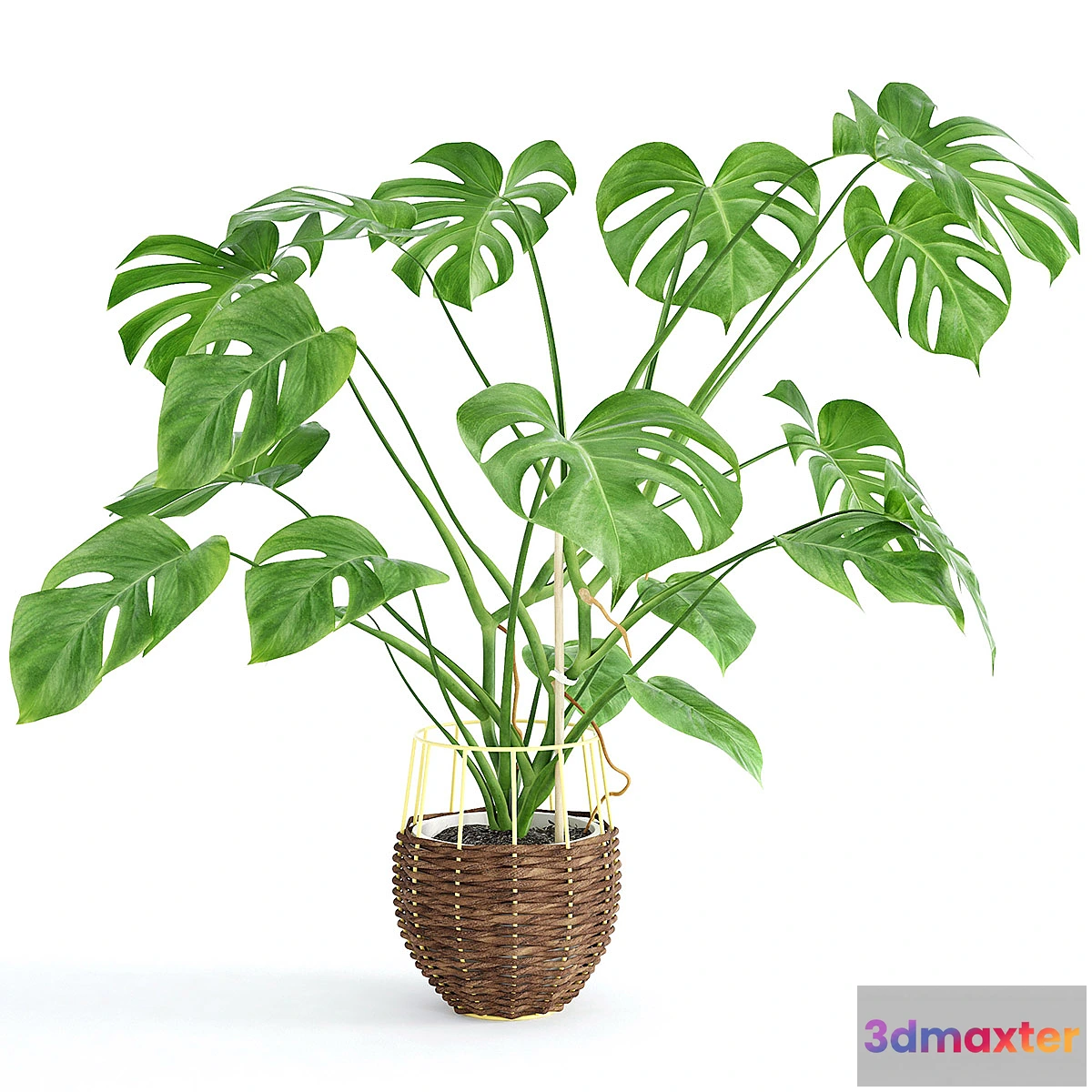 898488 - Monstera - No.7